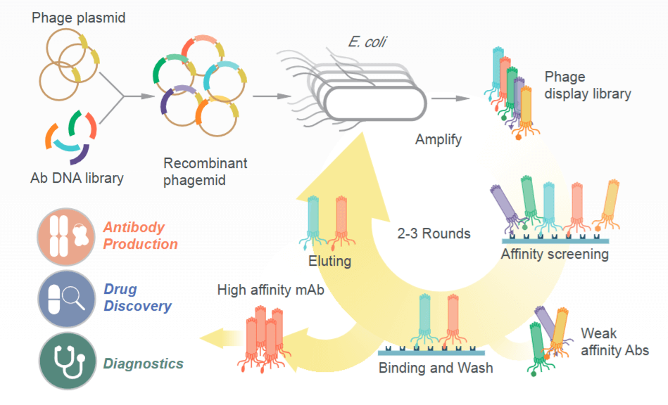 Phage Display Platform