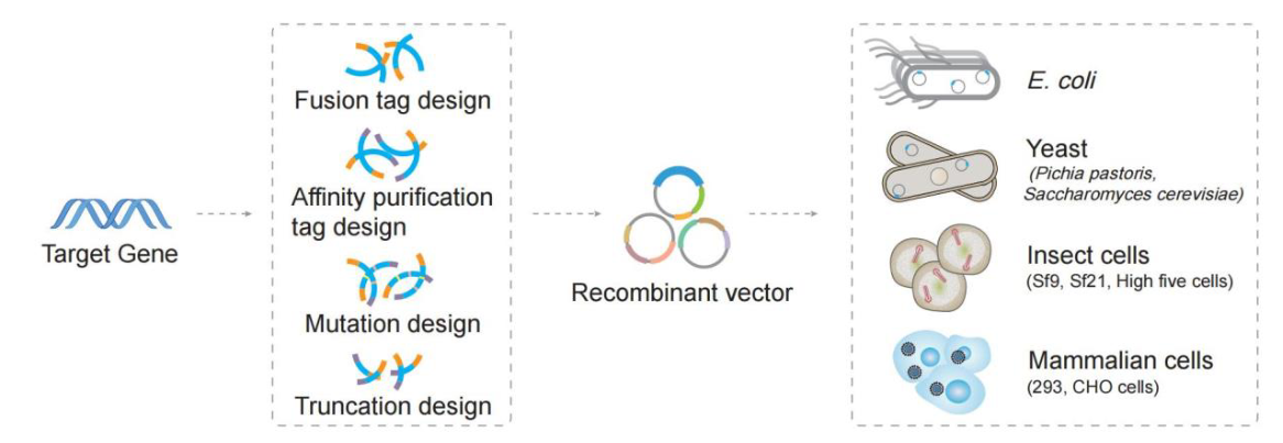 Protein Engineering Platform
