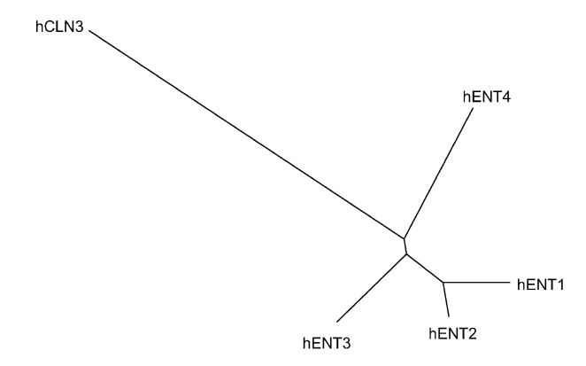 Phylogenetic tree of the human SLC29 amino acid sequences, showing a distant relationship to the human CLN3 protein (GenBank accession NP_000077).