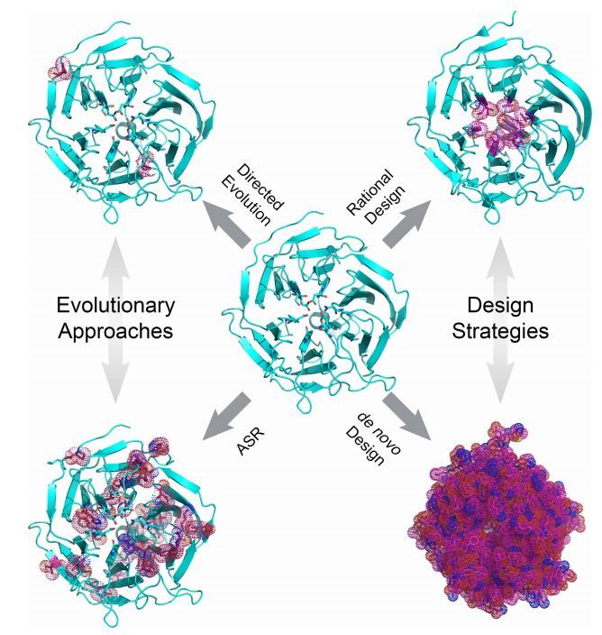 Approaches to protein engineering illustrated in the X-ray structure of diisopropylfluorophosphatase.