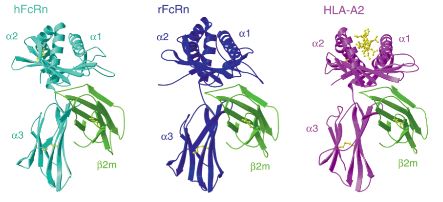  Structures of human FCGRT, rat FCGRT, and the class I MHC molecule HLA-A2 