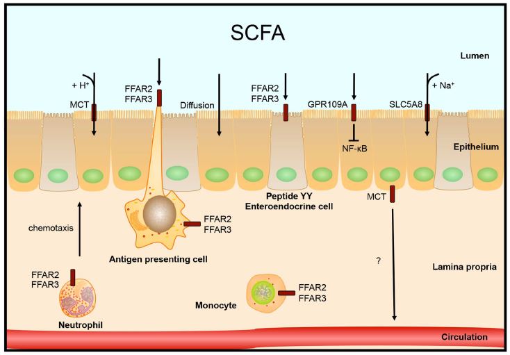 Intestinal SCFA receptors FFAR2 and FFAR3, and transporters.