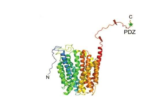 FLVCR1-Membrane-Protein-Preparation