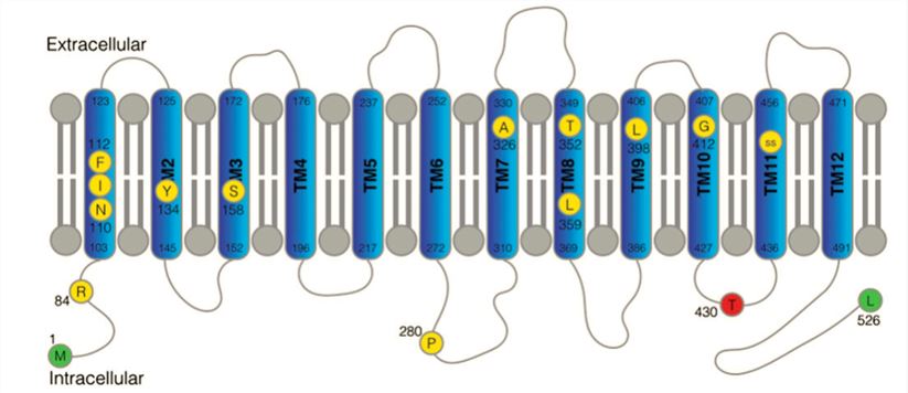 FLVCR2 Membrane Protein Introduction