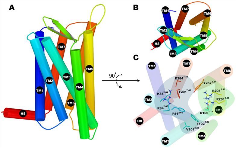 The structure of homology model of FPR1 and its binding pocket.