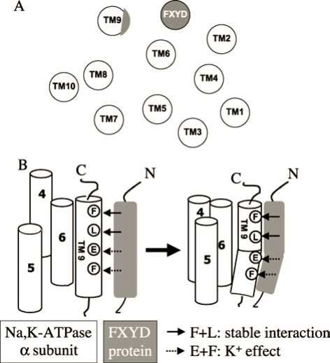 FXYD4 Membrane Protein Introduction