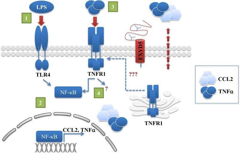 FXYD5 Membrane Protein Introduction