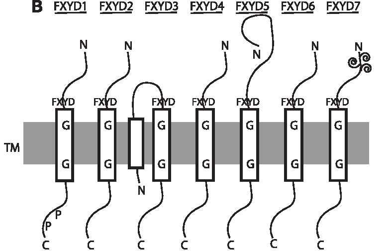 FXYD6 Membrane Protein Introduction
