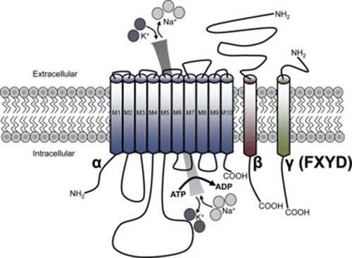 FXYD7 Membrane Protein Introduction