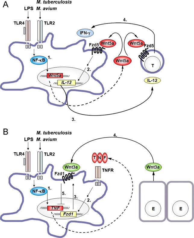 Model of Wnt5a/Fzd5 and Wnt3a/Fzd1 as modulators of the inflammatory response of macrophages to microbial stimuli.
