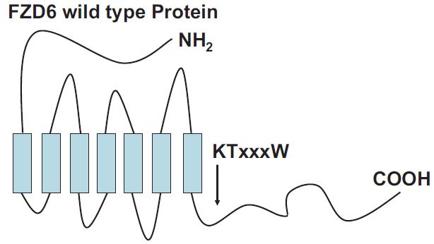 Structure of FZD6