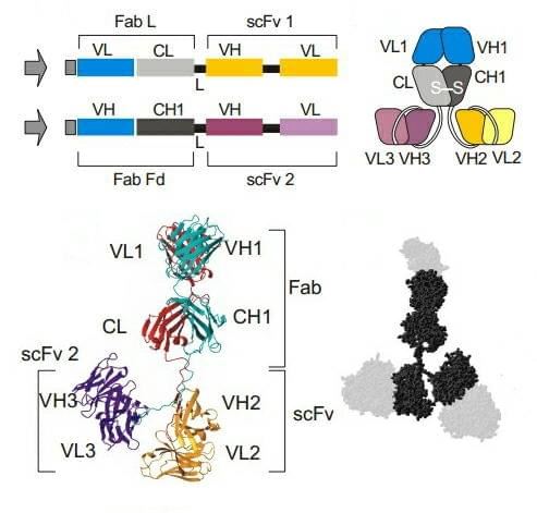 Fab-scFv Fusion Protein
