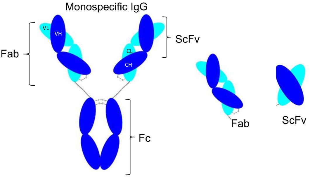 Fab-ScFv Fusion Protein Engineering Service - Creative Biolabs
