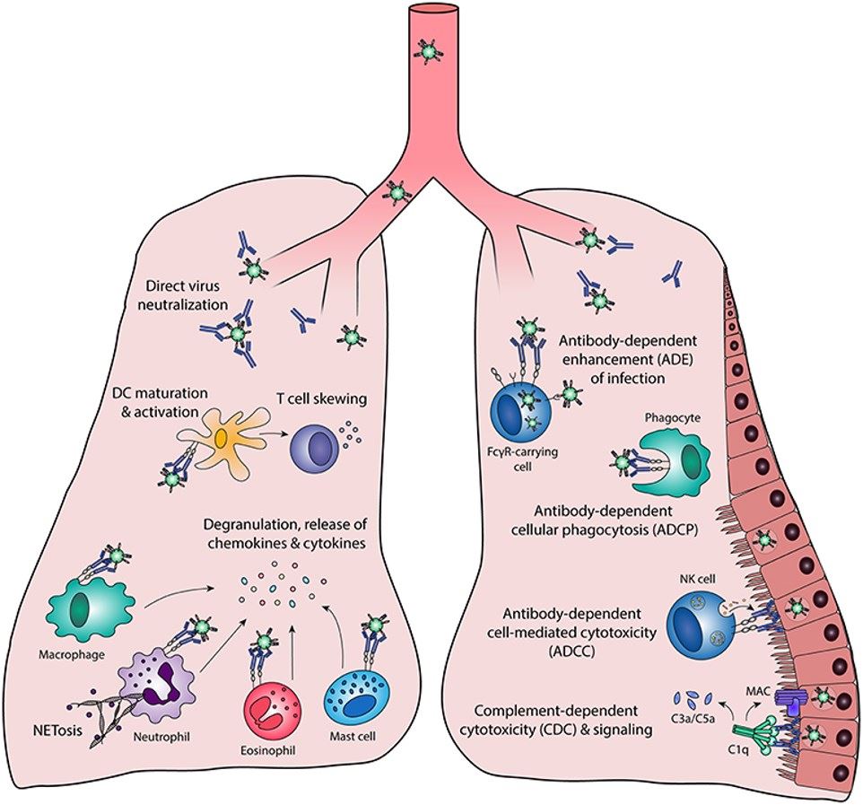 Fig.1 Fc-mediated antibody effector functions. (Van Erp, et al., 2019)