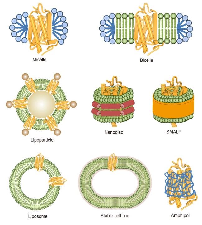 Magic™ membrane protein production platform – Creative Biolabs