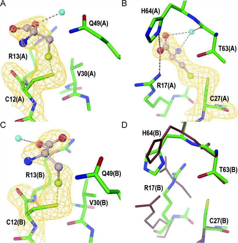 Comparisons of cysteinylated and free cysteine residues on a PriB dimer.