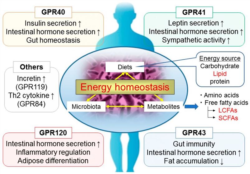 Effects of fatty acids (including SC- and LCFAs) derived from the diet by gut microbiota on the regulation of host metabolic and immune functions.