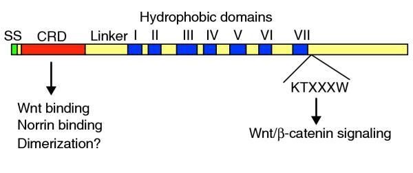 SS, signal sequence; CRD, cysteine-rich domain. The CRD is extracellular and binds ligands, including Wnts and Norrin. The carboxyl terminus is intracellular and contains a proximal KTXXXW motif (in the single-letter amino-acid code, where X is any amino acid), which is highly conserved in Frizzleds and is required for canonical signaling.