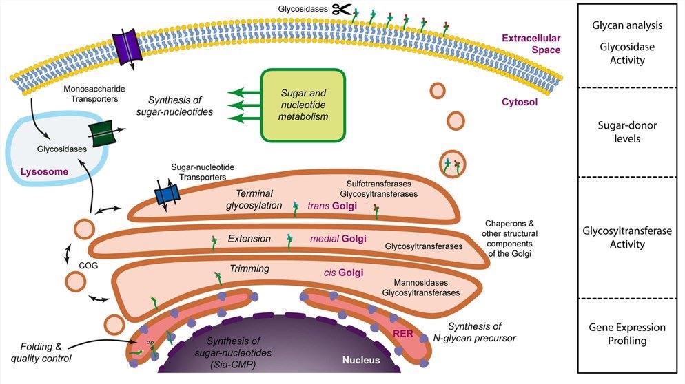 Dissecting the glycosylation machinery.