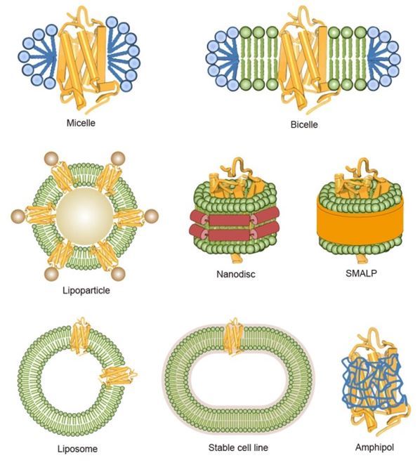 Magic™ membrane protein production platform – Creative Biolabs.