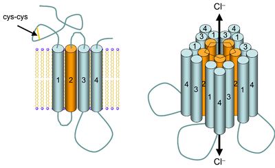 Schematic structure of the GABAA receptor.