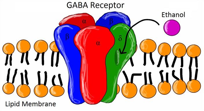 Structure of the GABAA receptor.