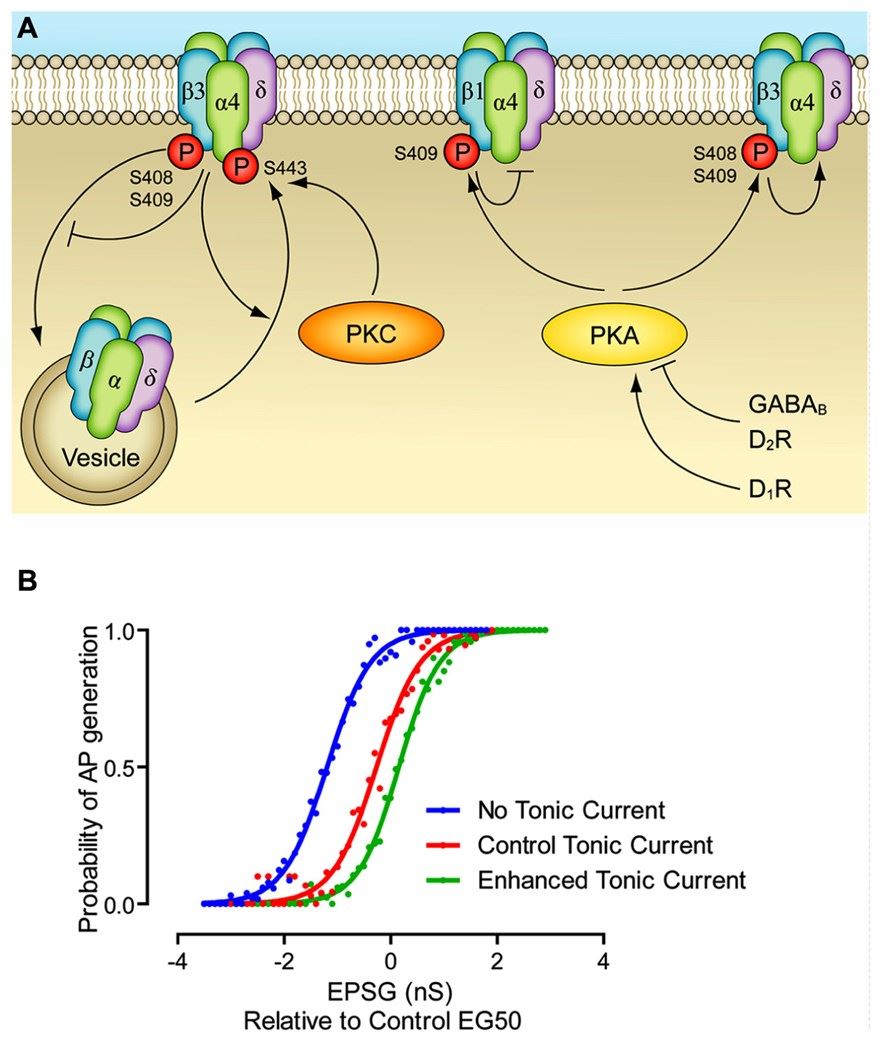Modulation of extrasynaptic GABAA receptors.