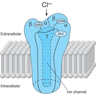 Structure of GABA receptors.