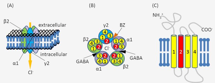 Structure of ionotropic GABA receptors based on the consensus in multiple literature reviews. 