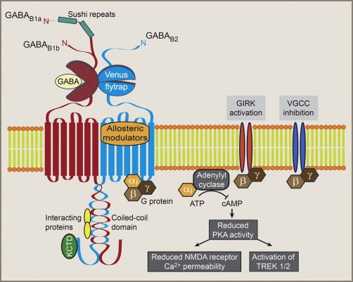 Structural organization of GABAB receptors and effector systems.
