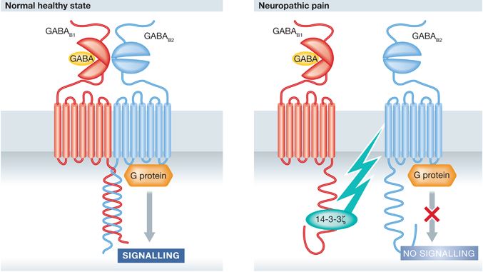 Novel mechanism regulating GABAB receptor signaling by disrupting the functional receptor heterodimer <em>via</em> interaction with 14-3-3ζ.