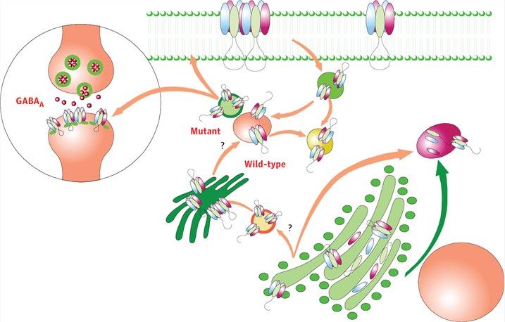 Schematic representation showing the γ-aminobutyric acid (GABAA) receptor subunit biogenesis, assembly, and trafficking.