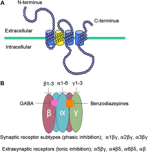 The Structure of GABAA Receptor Subunit.