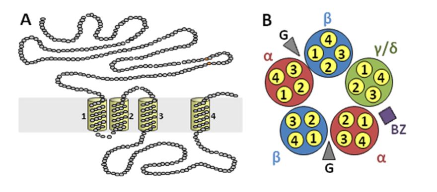 GABAA receptor morphology. (A) Structure of a GABAAR subunit. (B)Schematic view of most common GABAA isoform (putative) from the synaptic cleft.