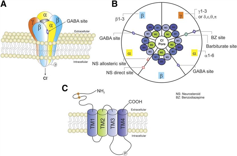 Schematic representation of typical GABA-A receptor (GABA-AR) structure and subunit composition.