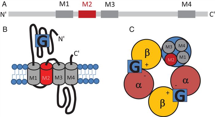 Organization of the γ-aminobutyric acid type A (GABAA) receptor.