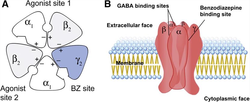 Schematic representation of GABAAR and the GABAergic synapse.