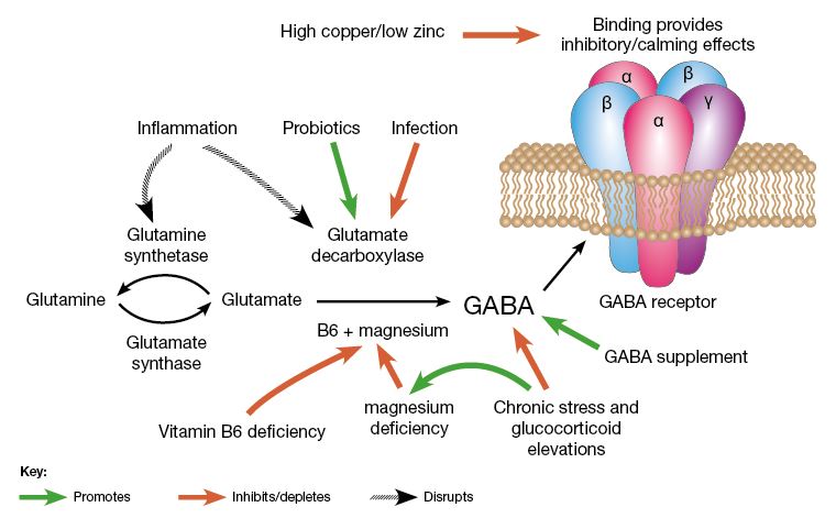 Influences of GABA synthesis and function.