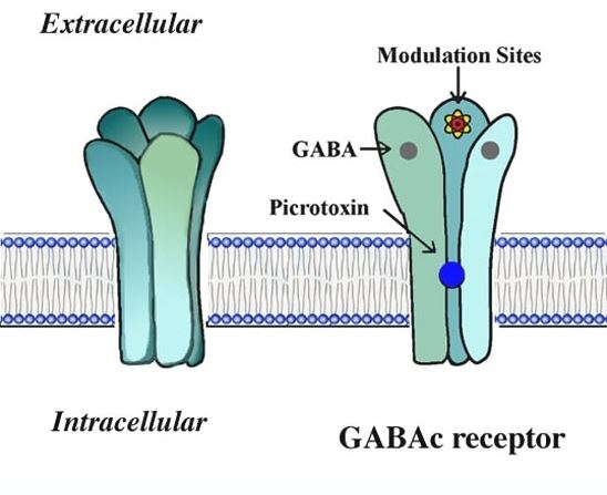 The structure of GABAC receptors.