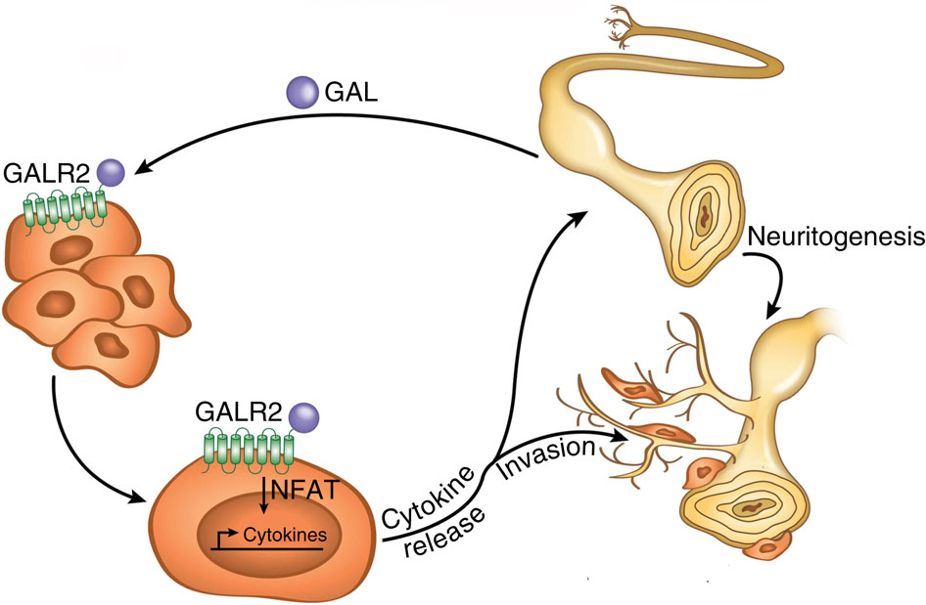 Neurons release GAL following injury or inflammation and activate tumour-expressed GALR2. 