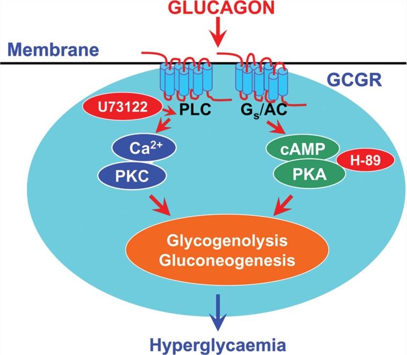 GCGR Membrane Protein Introduction