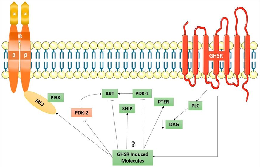 GHSR Membrane Protein Introduction