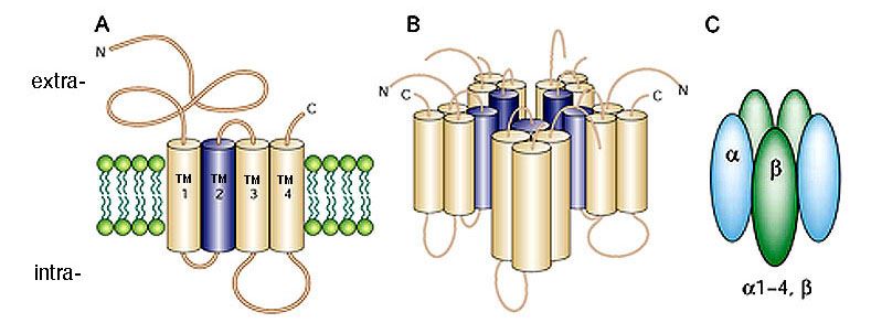 Structure of ligand-gated ion channels.