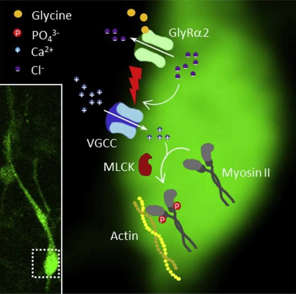 Glycine receptor α2 subunit activation promotes cortical interneuron migration.