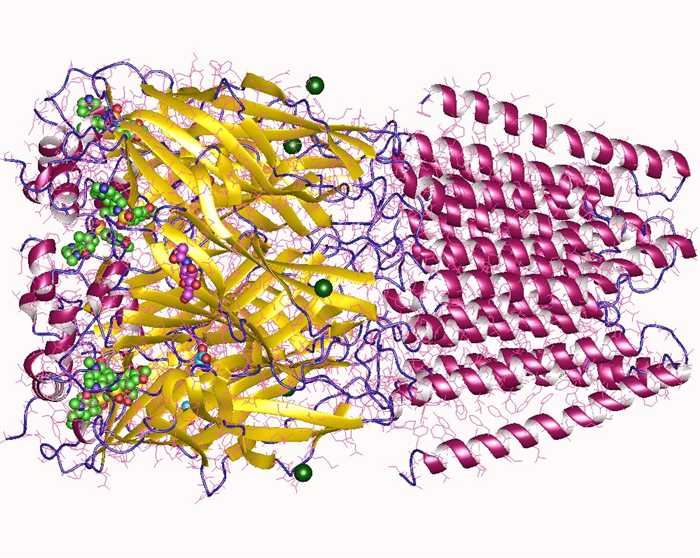 Glycine receptor alpha-3, homopentamer + 5 glycine (l.blue-red) + 5 strychnine (green-red) + 1 NAG (purple-red) + 5 Zn (d.green), Human.