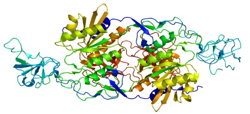 Structure of the GLRB protein.