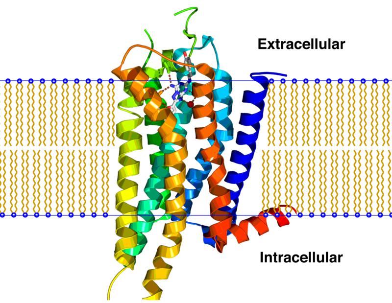 GNRHR Membrane Protein Introduction