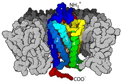 G-protein-coupled receptors (GPCRs) (Wikipedia)