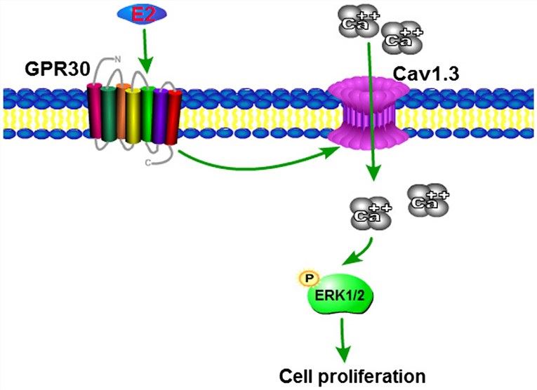 GPER1 Membrane Protein Introduction