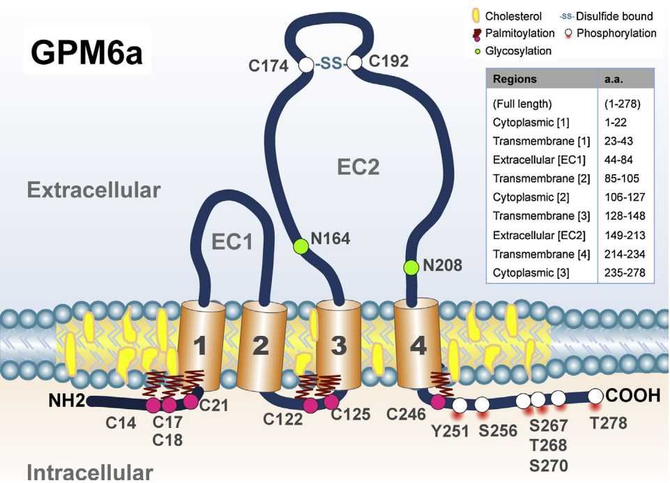 Four transmembrane domains, putative sites of glycosylation, palmitoylation, and phosphorylation.